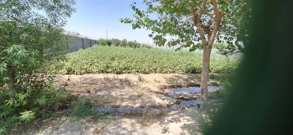 زمین باغی