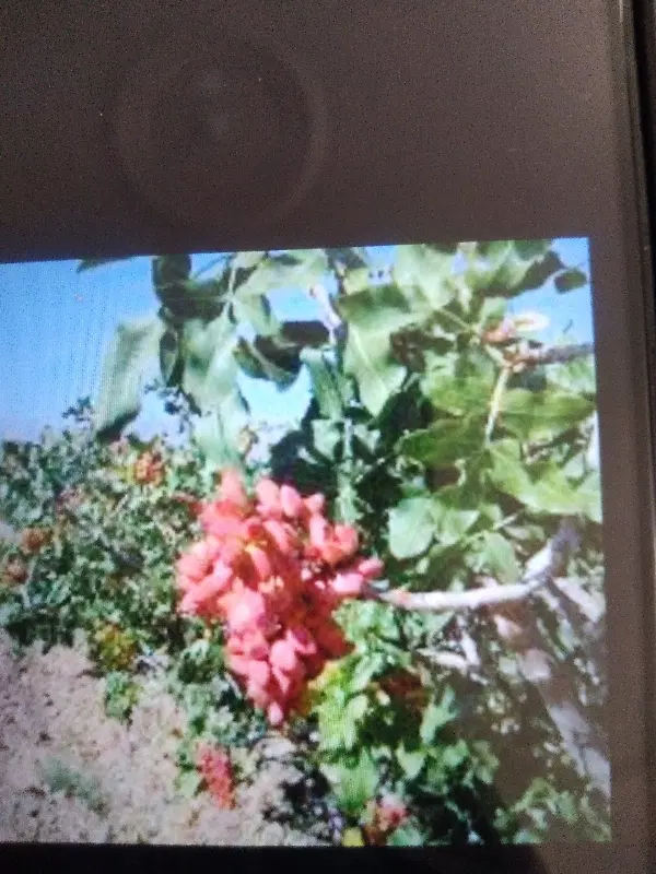 باغ پسته