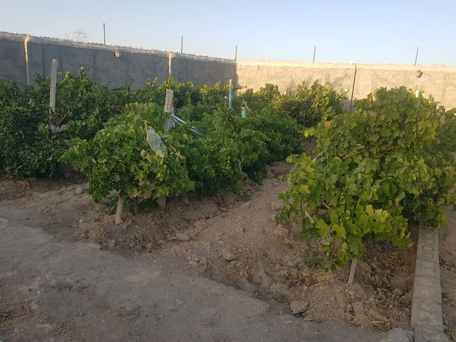 باغ میوه وانگور