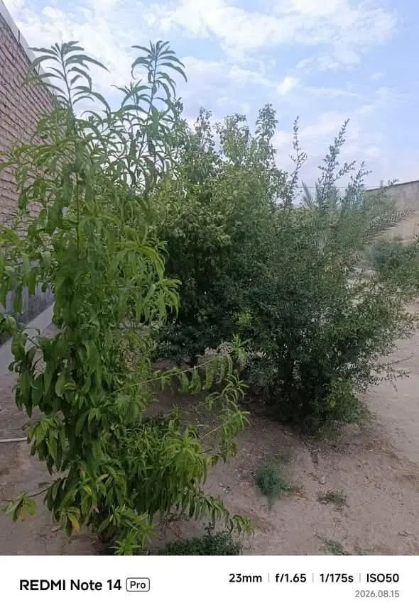 خانه باغ