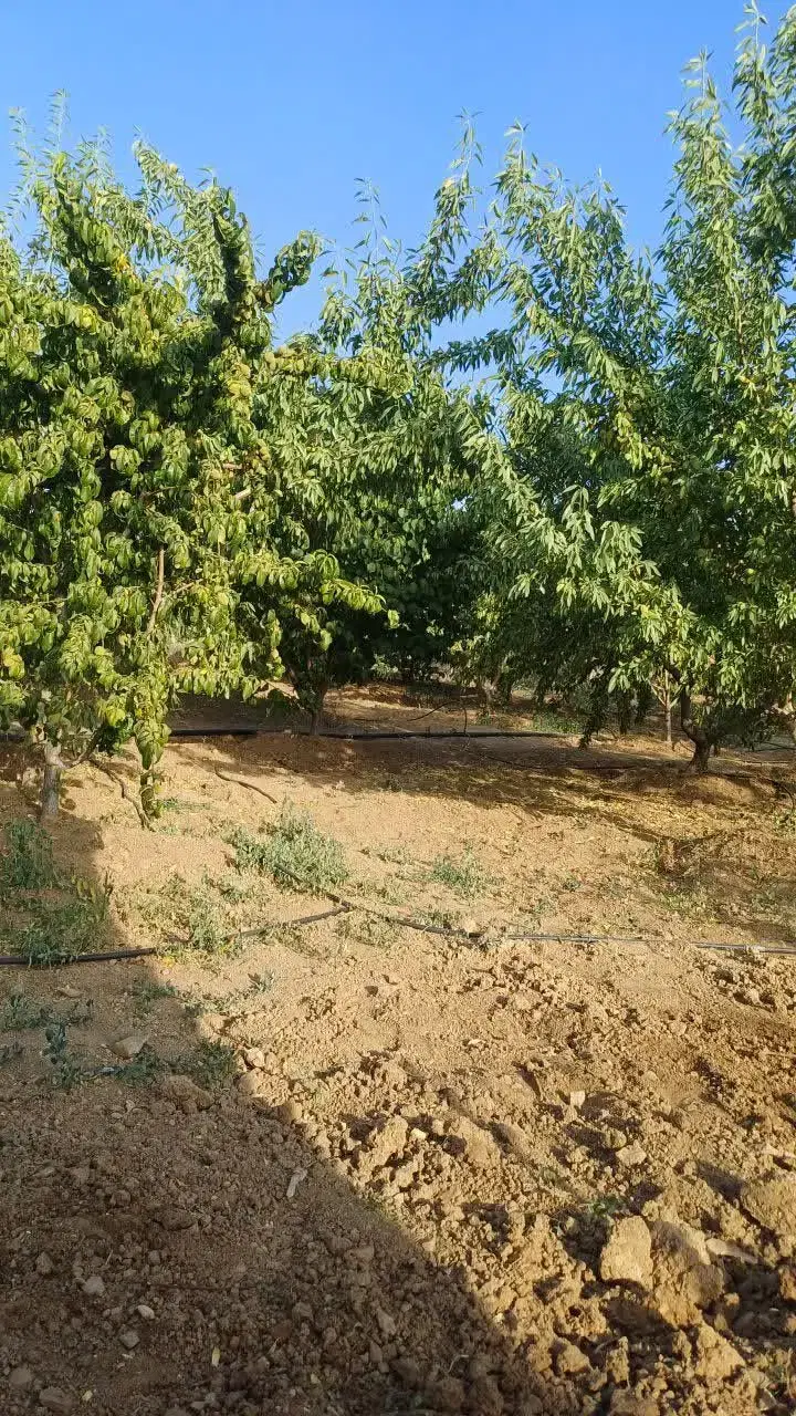 ملک اتاق دار با مجوز شوراب صغیر