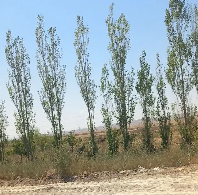 زمین درشهرآراللو