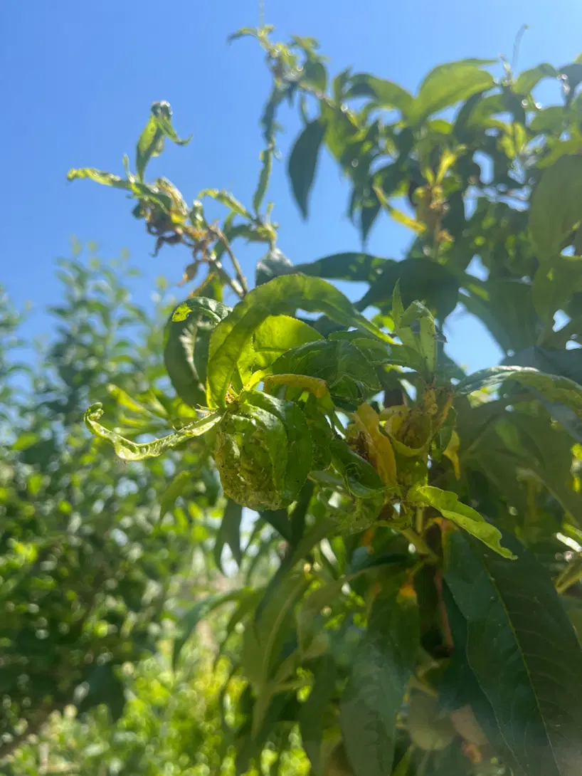 باغچه الوان ۶۵۰متر صالح اباد اطبا