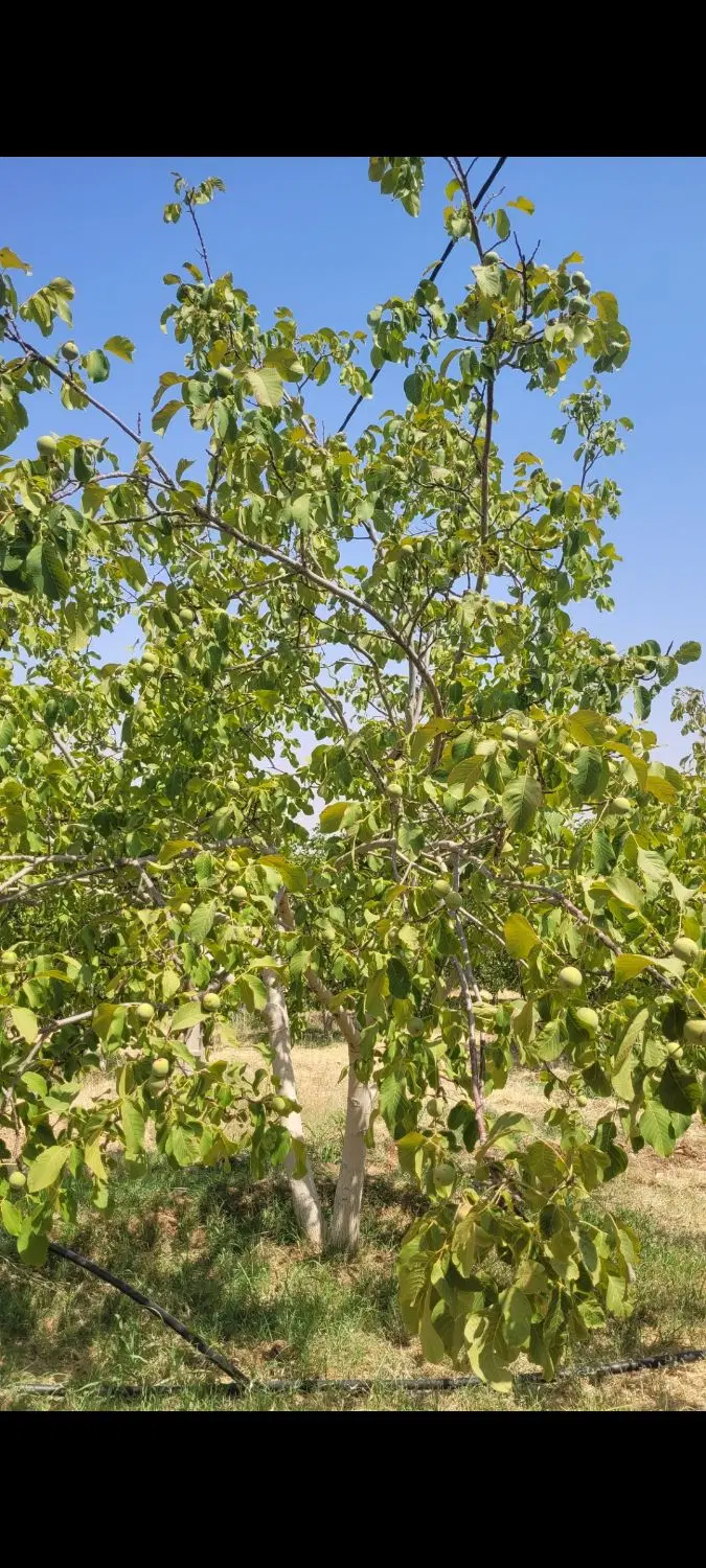 باغ تاف