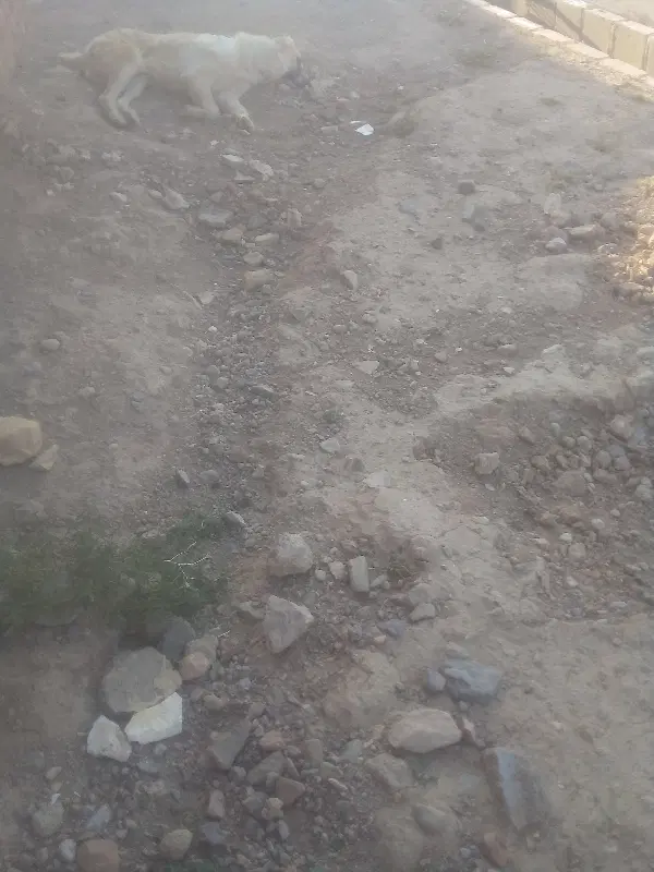 ۲۵۰متر‌زمین‌فروشی