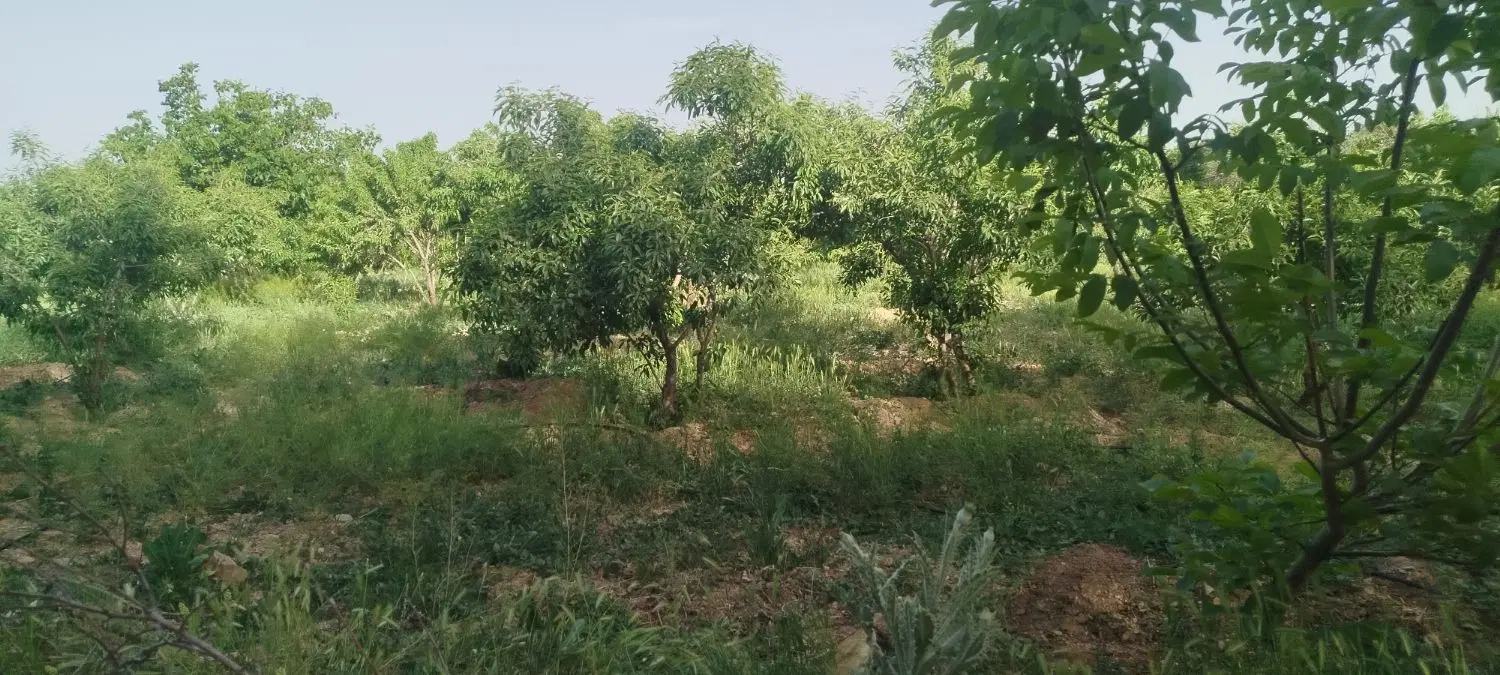باغبان شورآب باغ