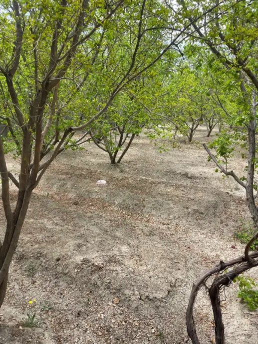باغ اماده ۵۰۰ متر روستای دشتی
