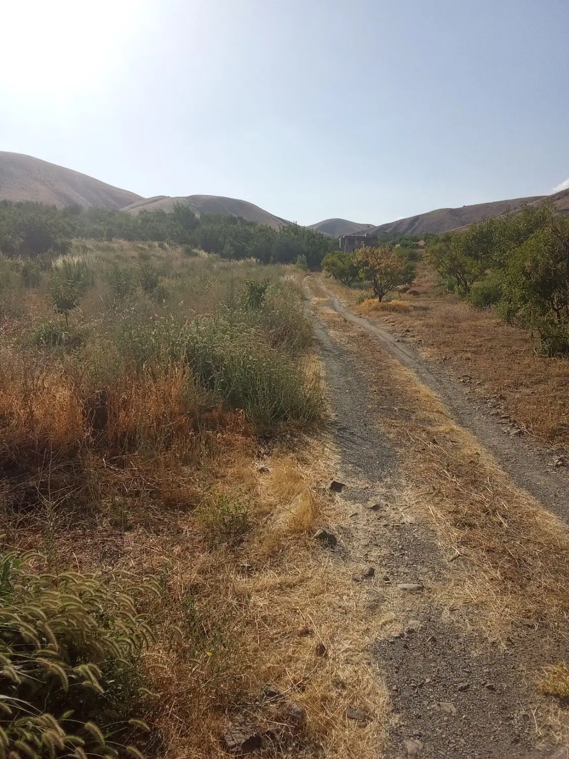 زمین کشاورزی گزنه