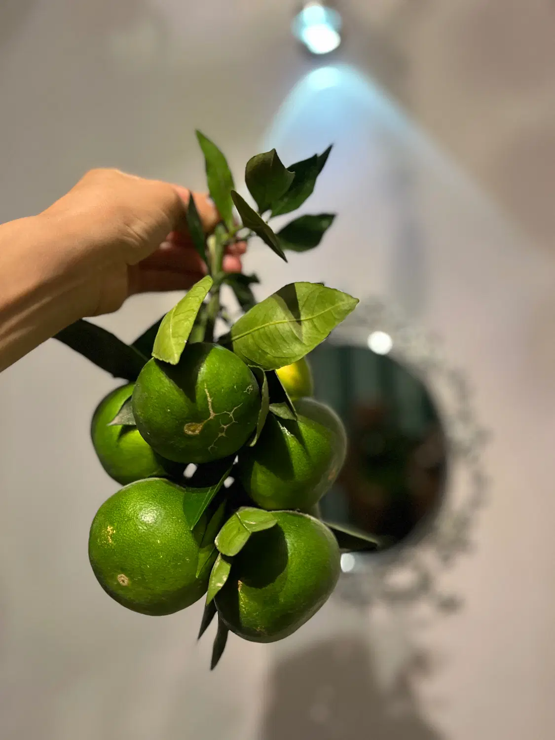 سه هکتار سر درختی نارنگی پرتغال خونی و خرمالو