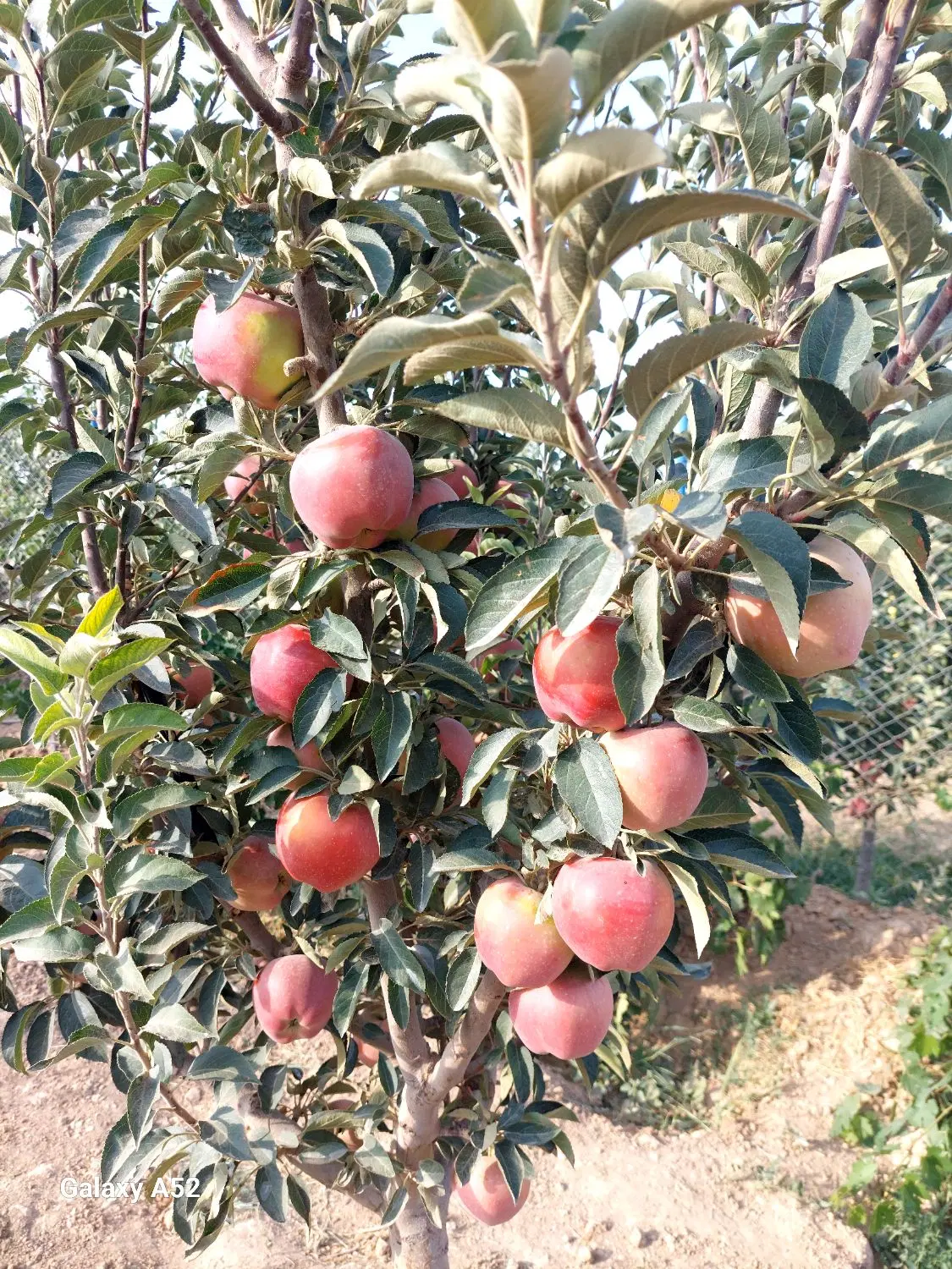باغ آماده ۴ دیواری و داری کنتور برق