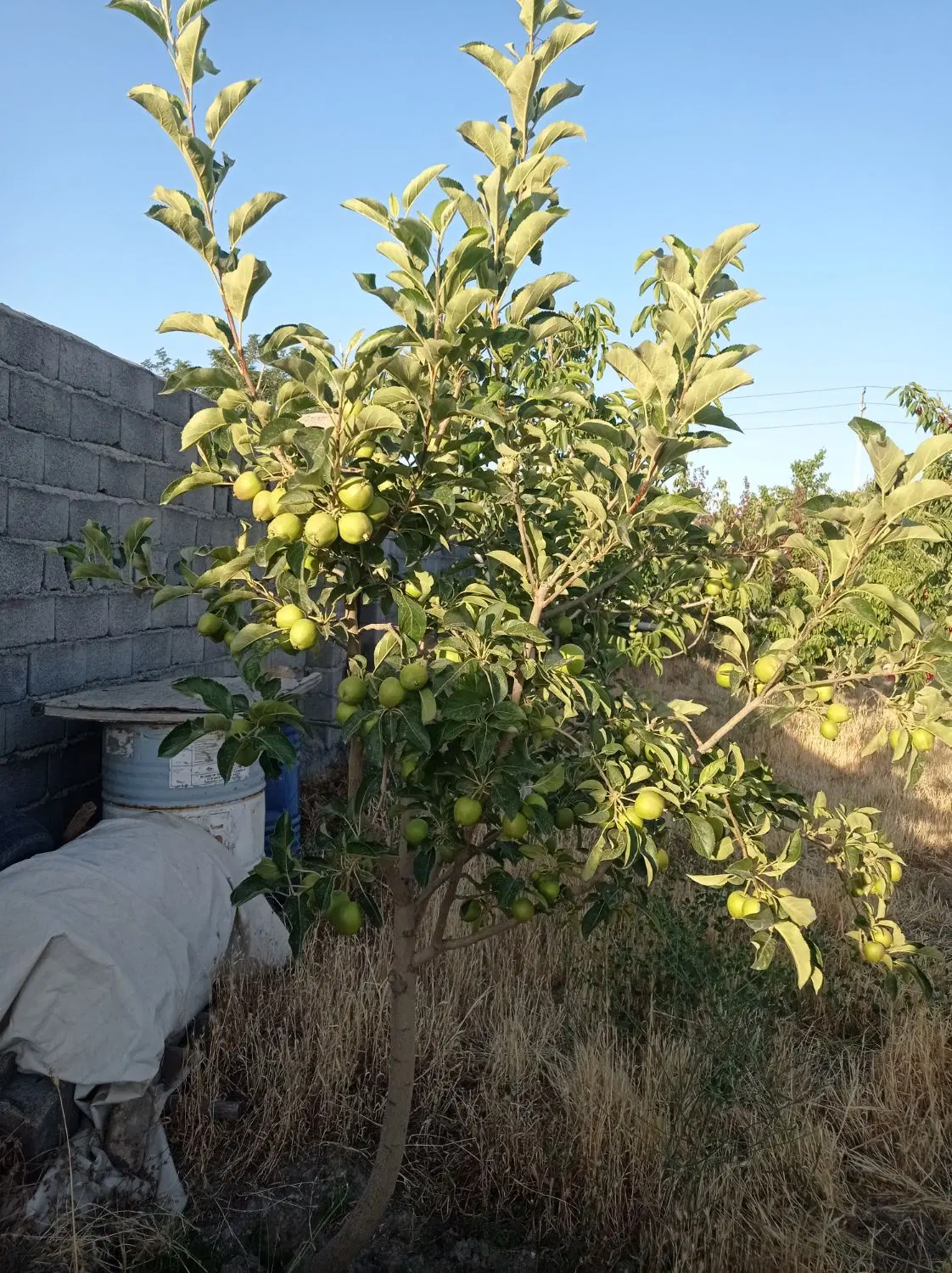 باغ ویلایی جاده کاهو . مقابل کاهو 7 گلشن