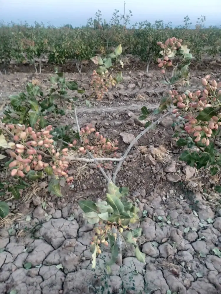 فروش باغ شهری