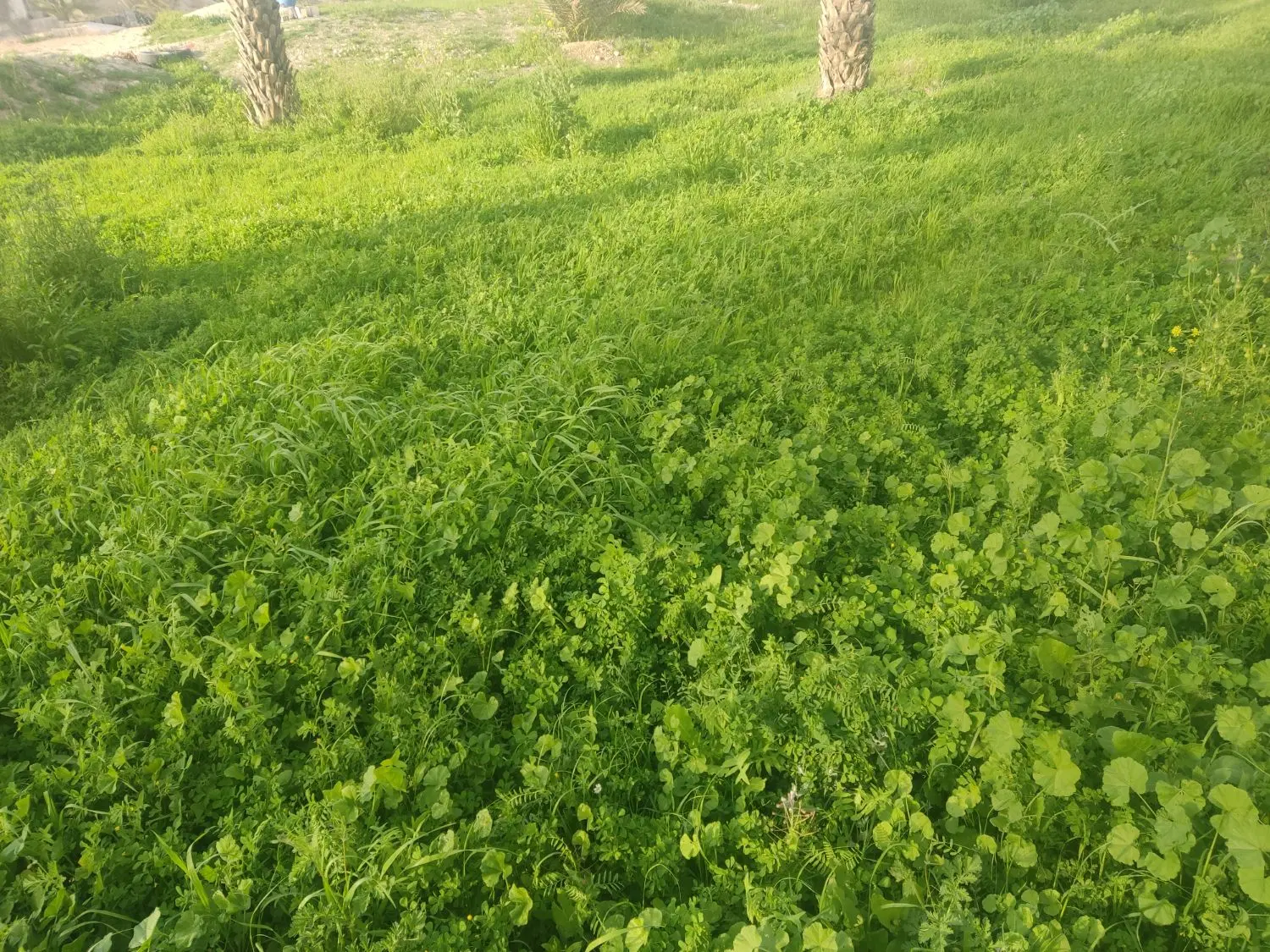 زمین تنگگ۲