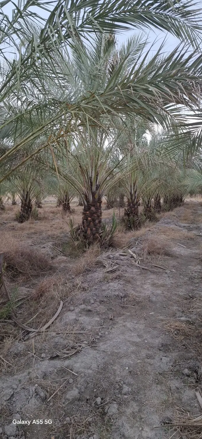 فروش باغ نخلی