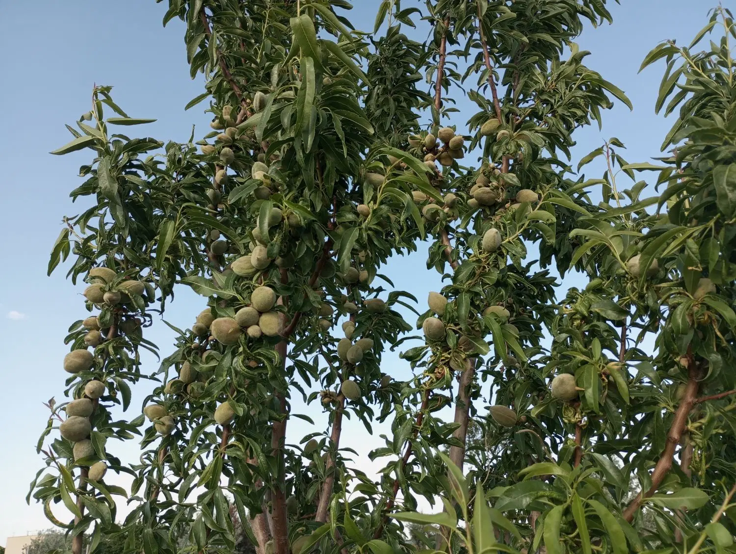 باغ انگور 1400 متری در تاکستان