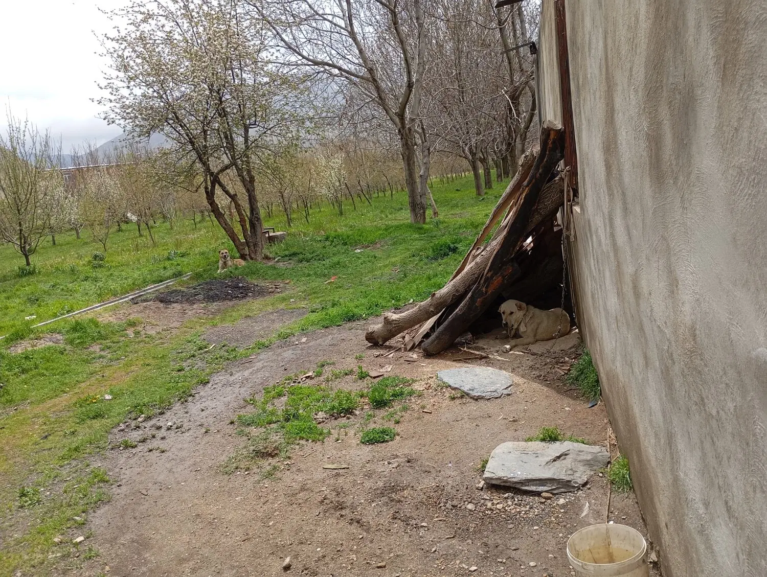 زمین کشاورزی دیم