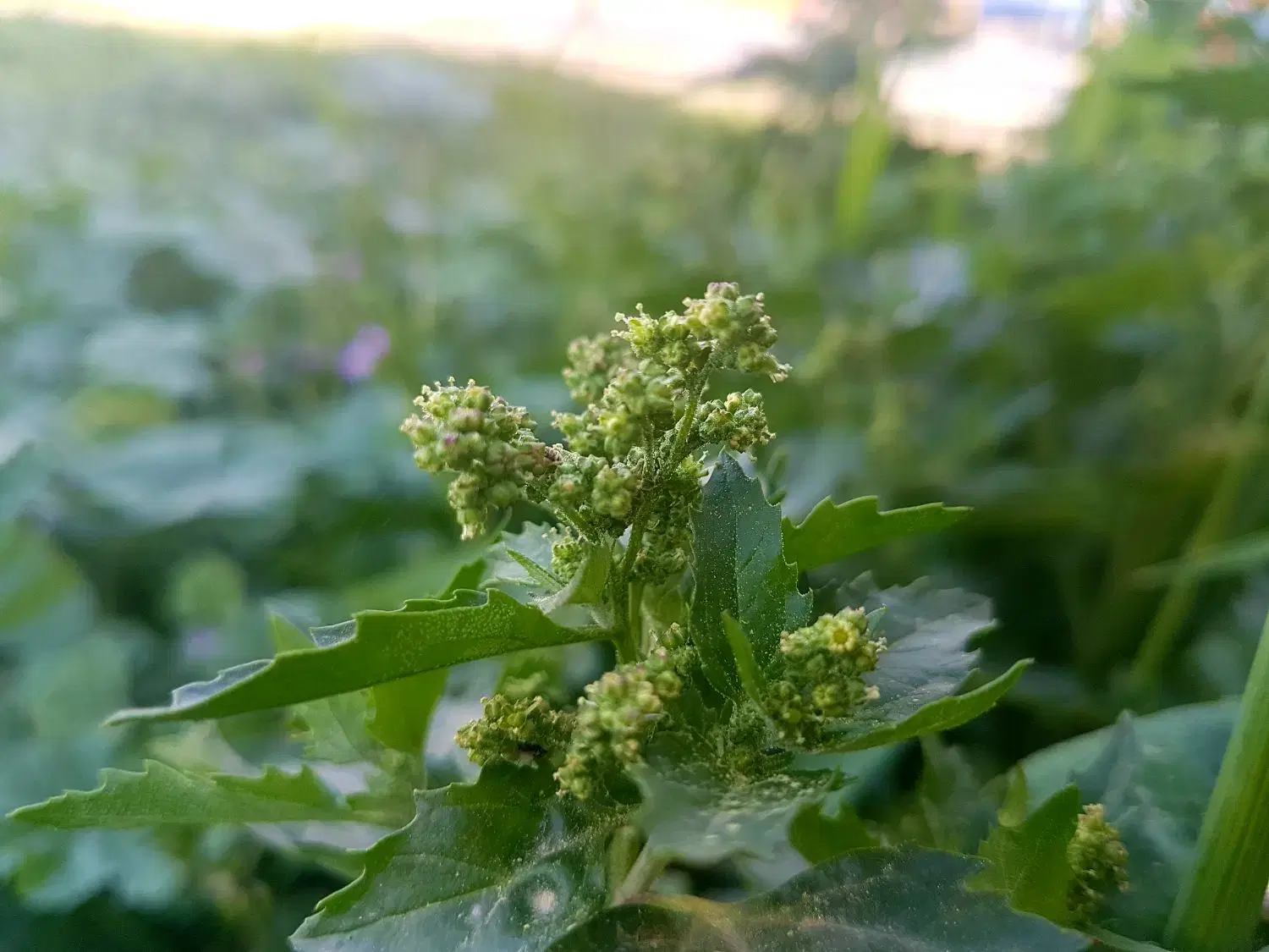 زمین باغچه معاوضه هم میکنم
