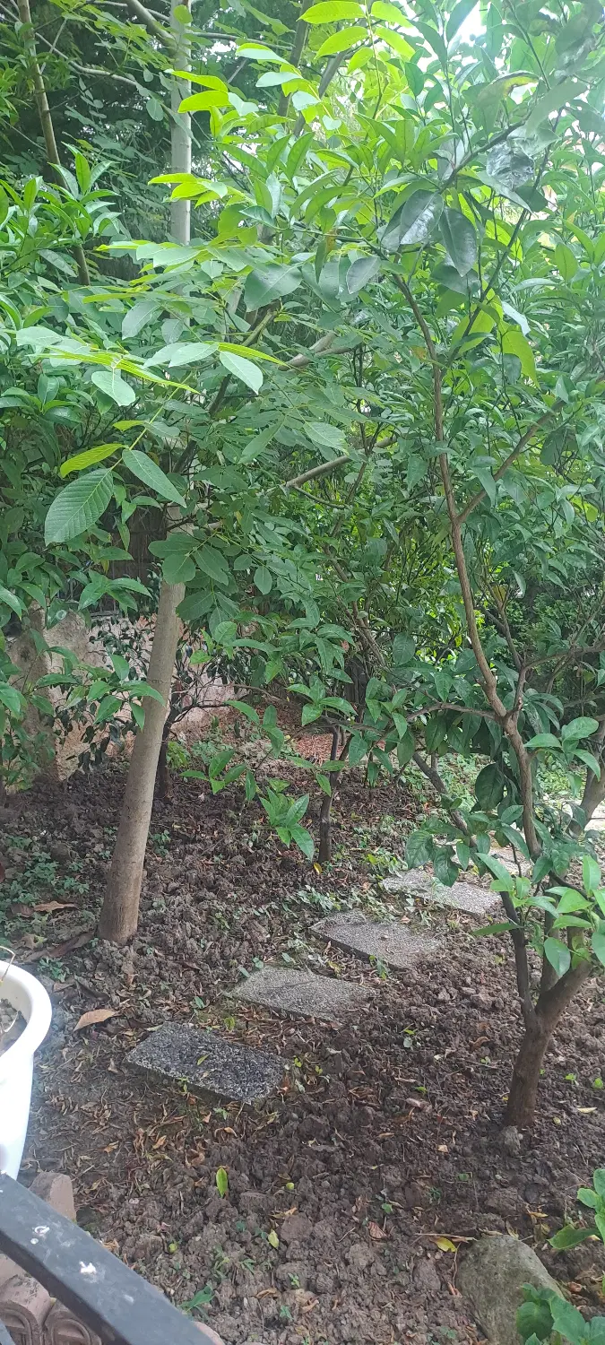 زمین با کاربری مسکونی
