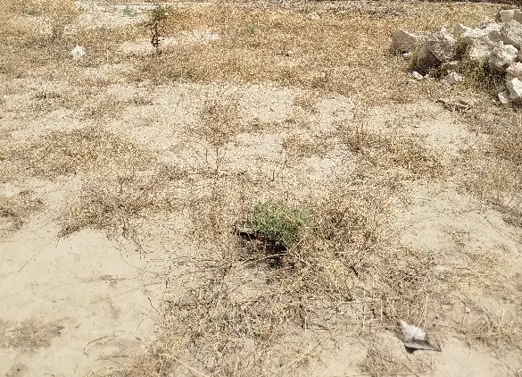 زمین دریمی