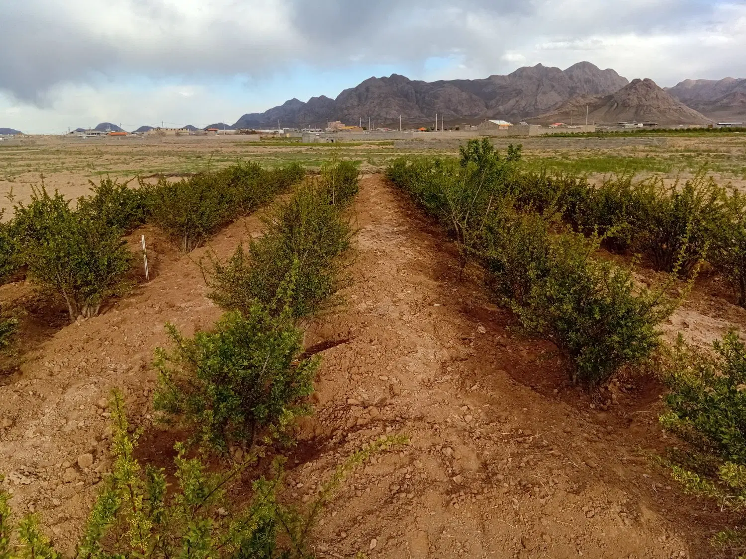 زمین زرشک