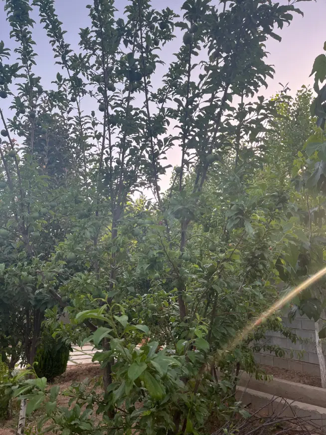 باغشهری شمیم جاده کوهمره ۱۰۰۰ متری با نگهبانی
