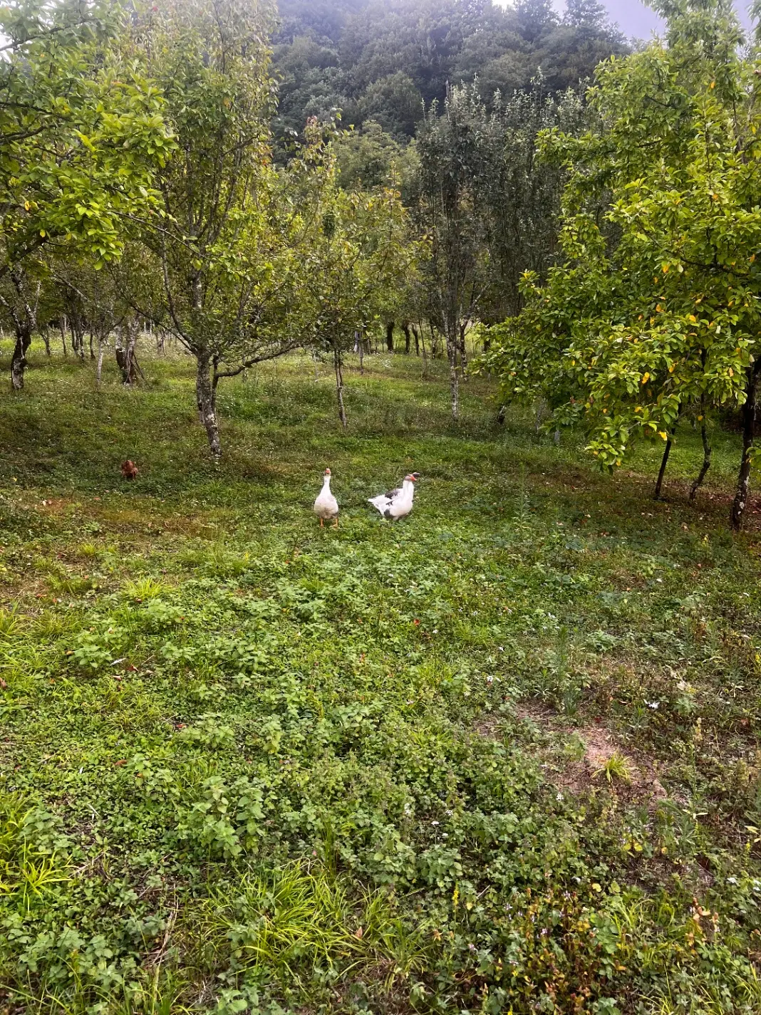 زمین
