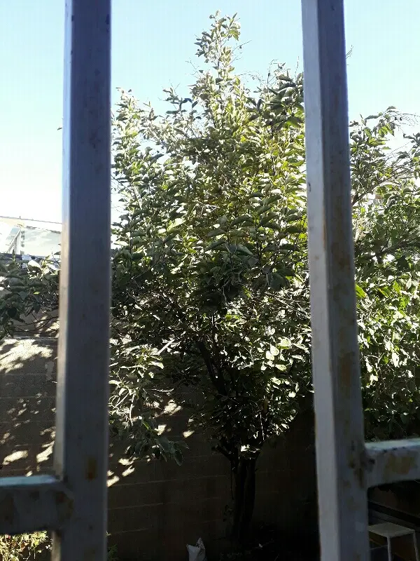 زمین جامغازه شهرک صنعتی بهشتی