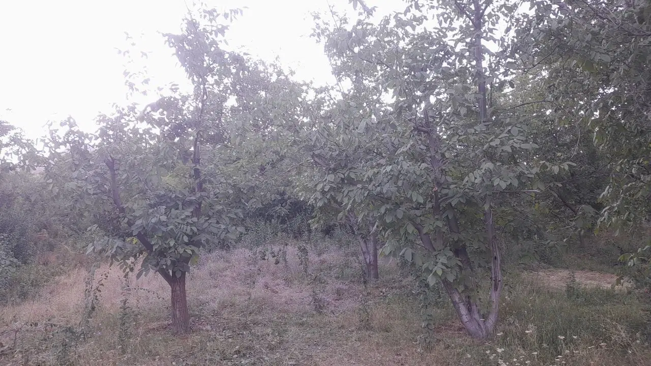 باغ در بهشت پنهان