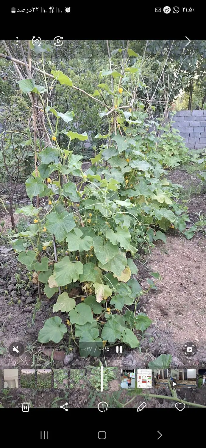 زمین باغی