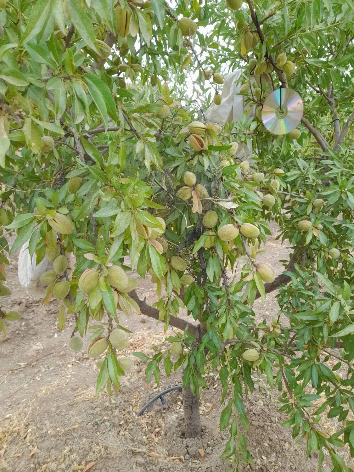 باغ‌سه‌راه‌مریوان‌سنندج