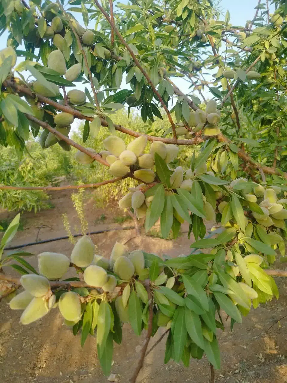مالک مجوز دار اتاقی