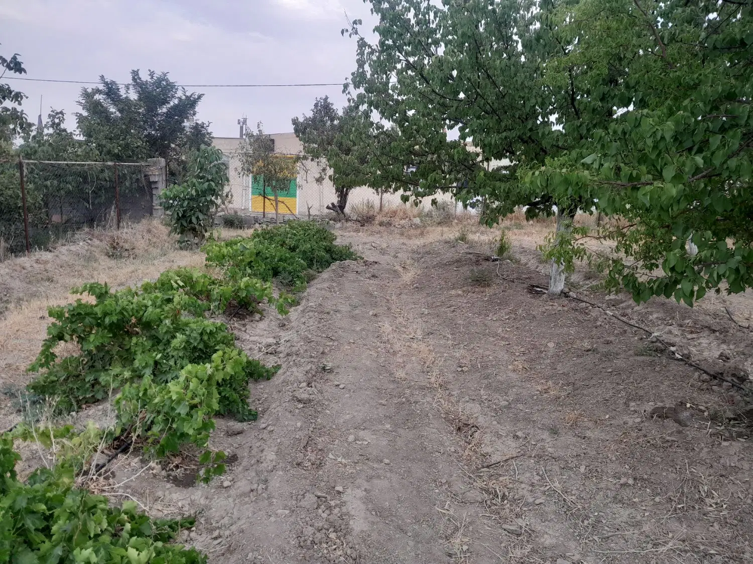 زمین باغی