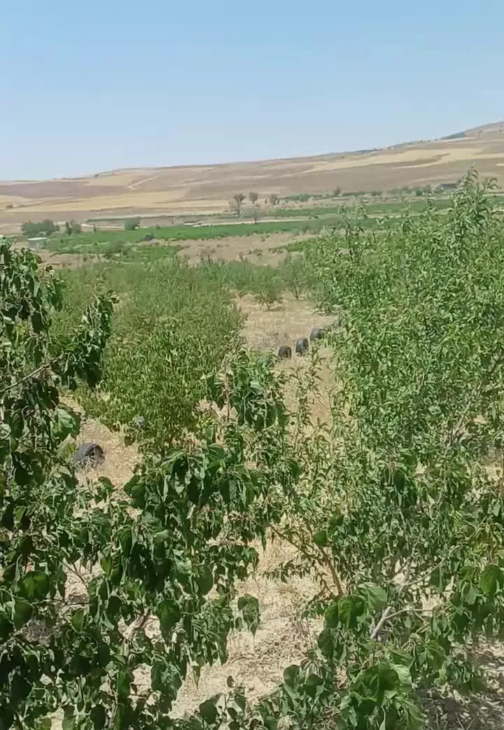 باغ