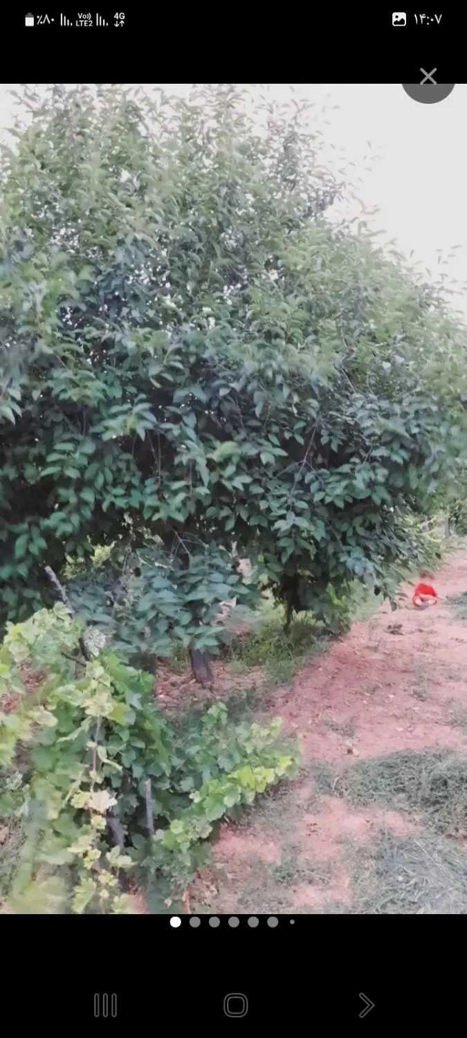 باغ توس۸۱و۸۵داخل مجتمع