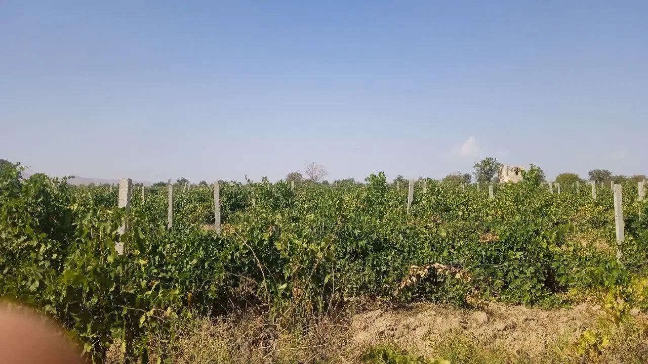 زمین باغی سنددار برق و گاز نزدیک  سهم آب تاکستان