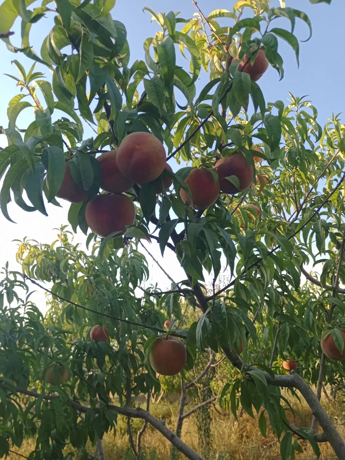 باغ سرسبزدرشهرنظرلوصوفیان