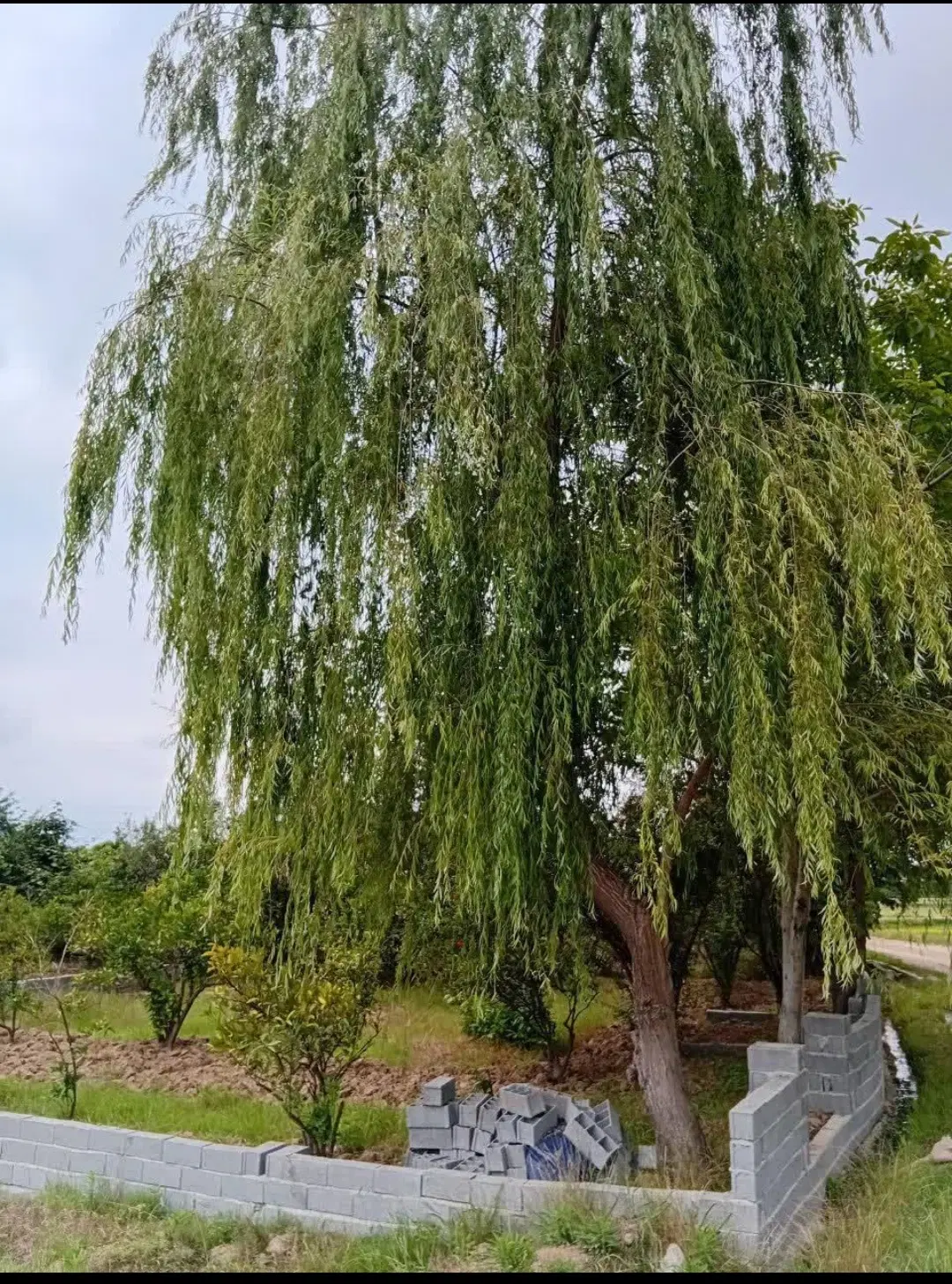 فروش باغچه تنگه لته