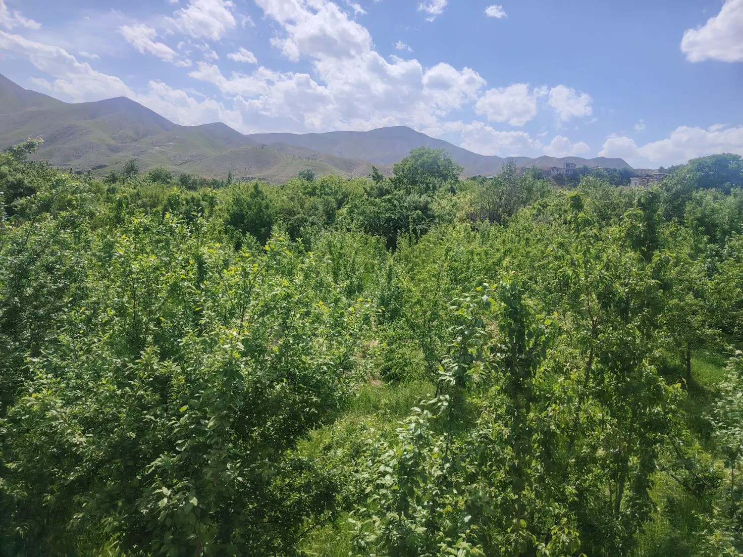زمین فروش بلوار شهید بهشتی