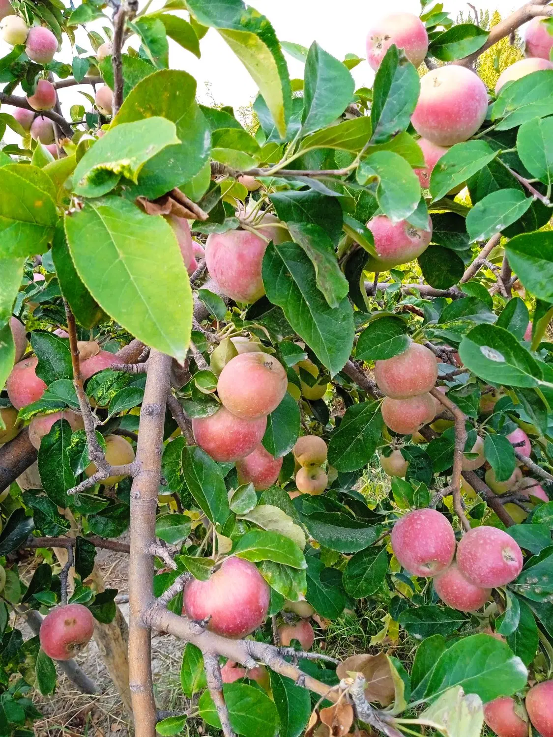 باغ انگور آبی