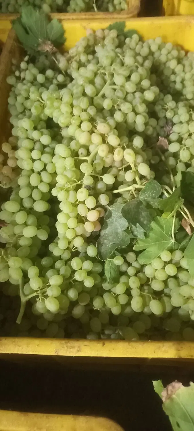 باغ روستای فروز