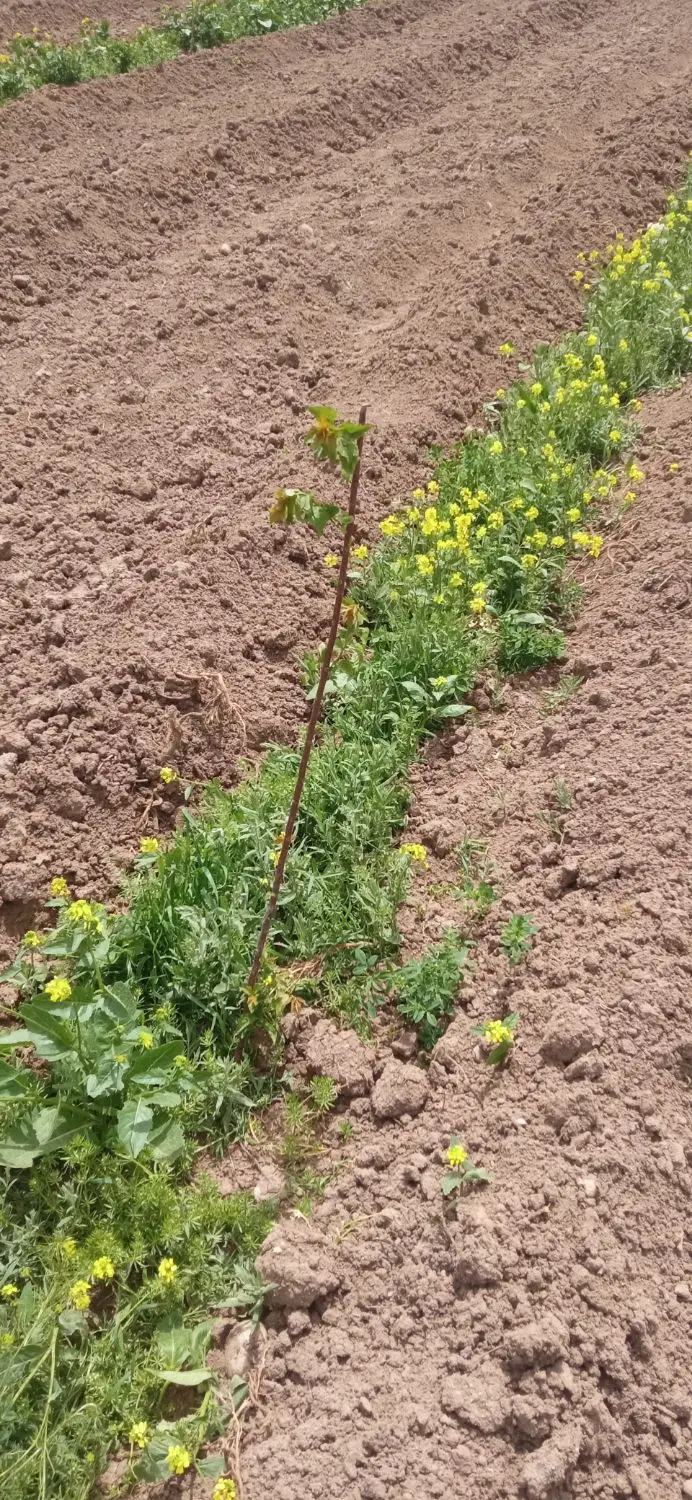 ده من زمین نهال