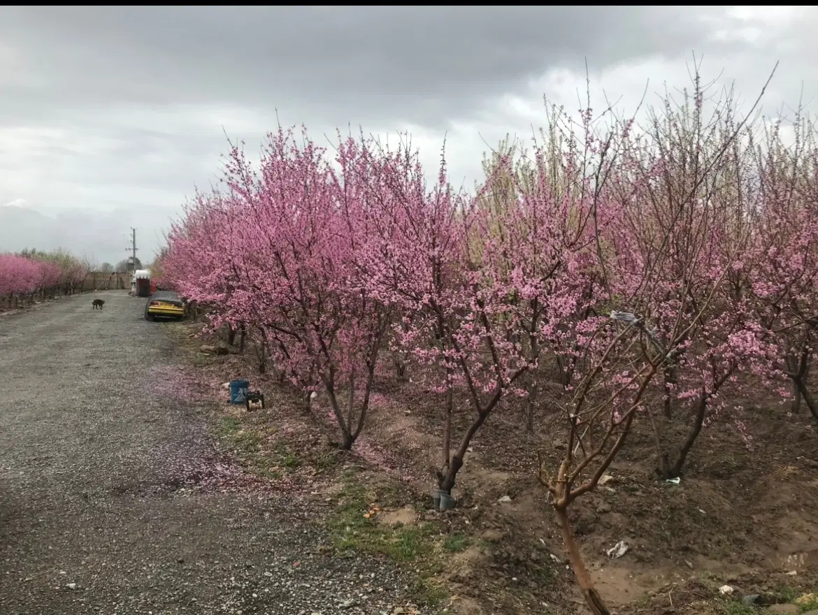 ۱۰۰۰ متر باغچه شهرکی