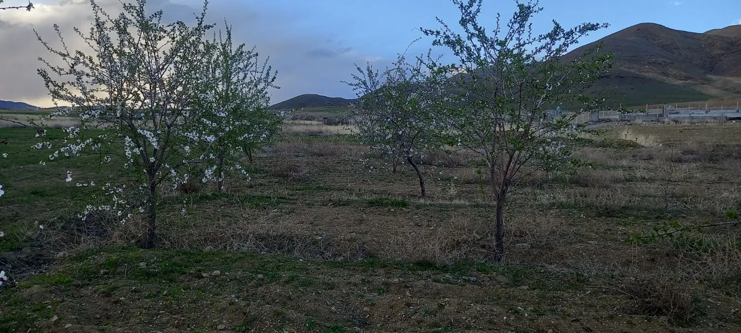 باغ بادام ۶ ساله در حیدر اباد