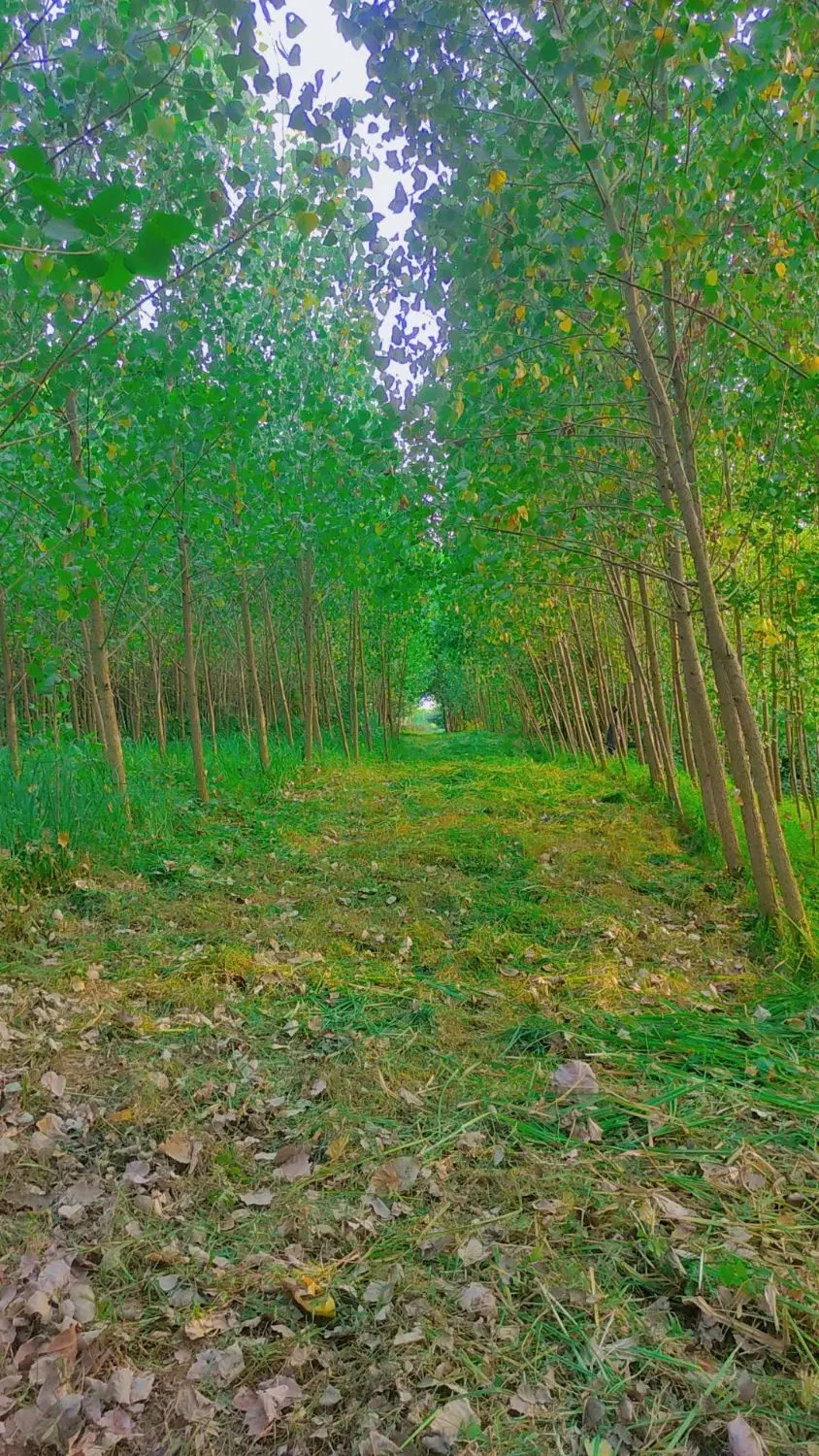 ۲هزار.  دوهزارمتر زمین باغات به همراه درخت سه ساله