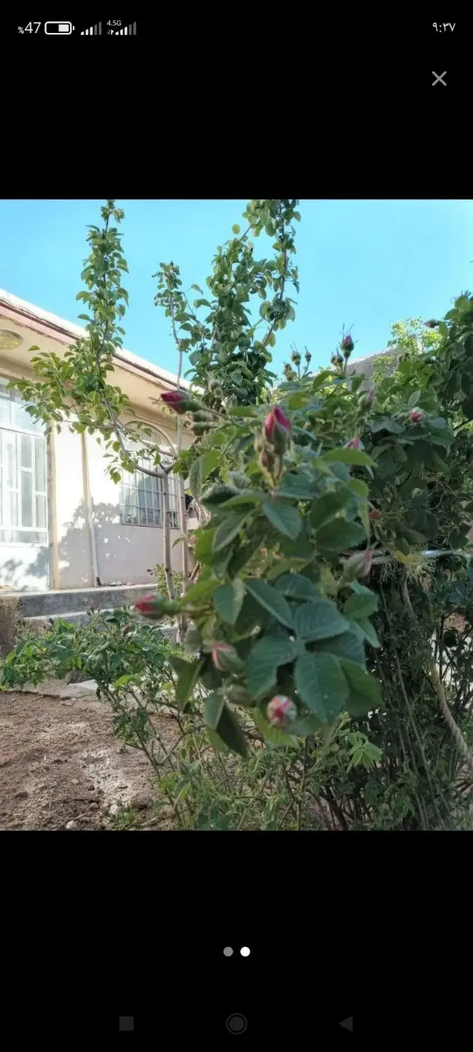 واحد مسکونی ویلایی