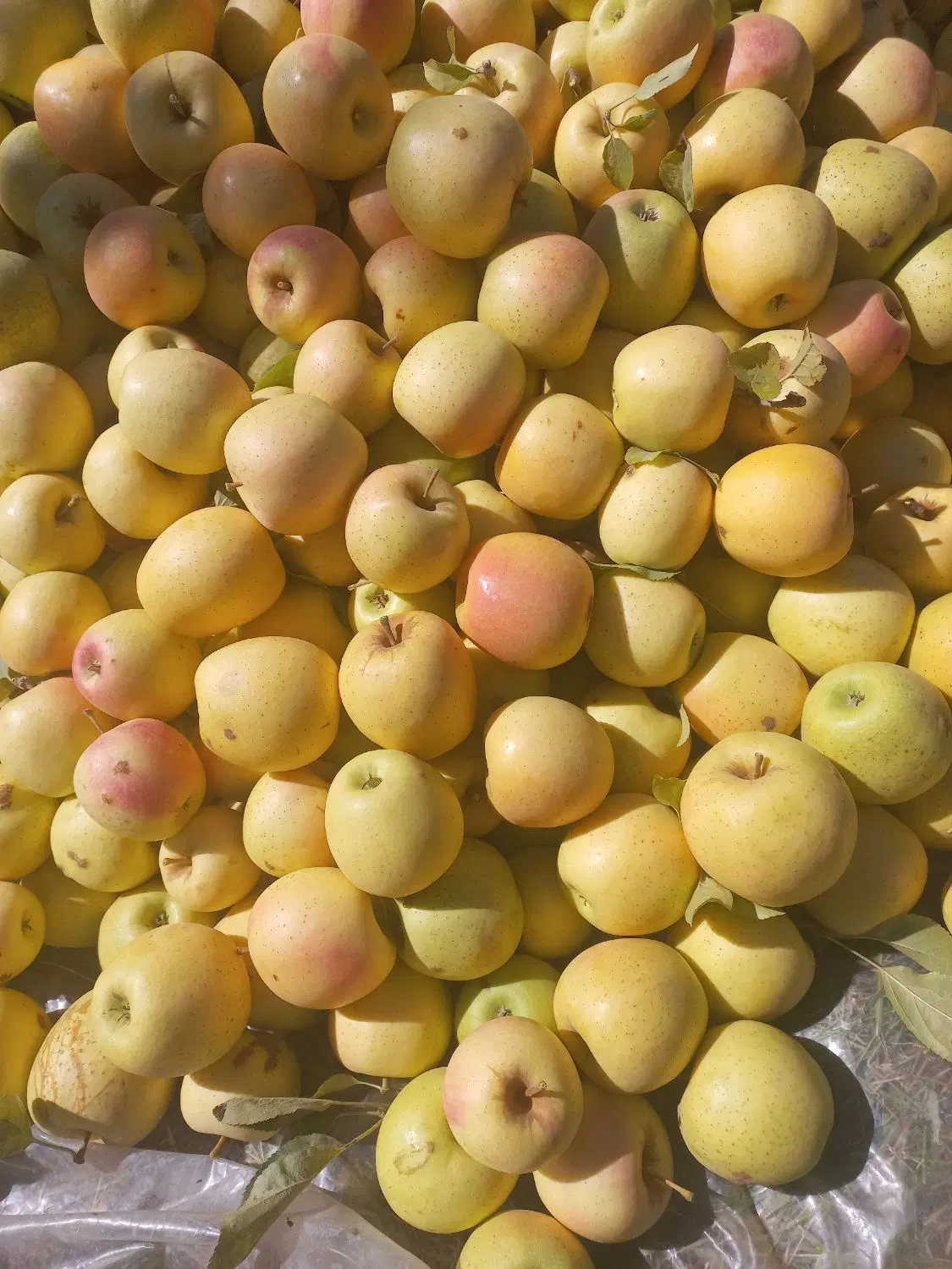 باغ سیب محال باراندوز