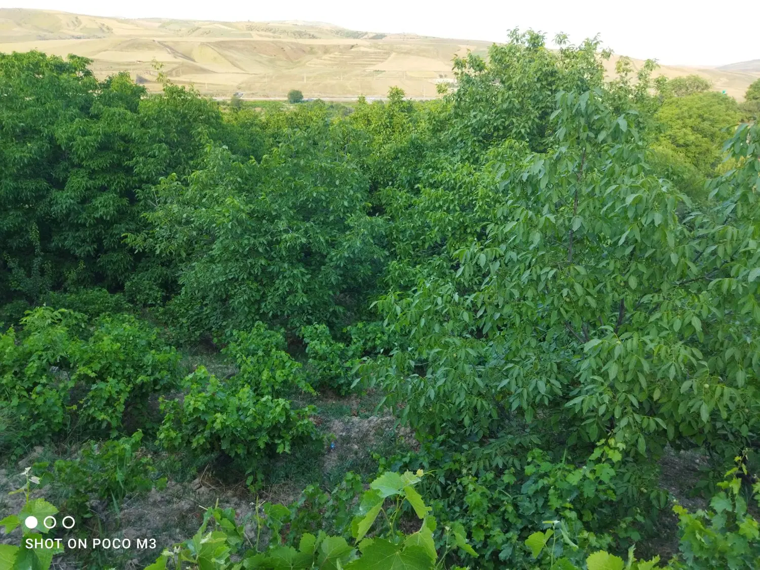 باغ ابی انگور و گردو در بدرانلو V.m