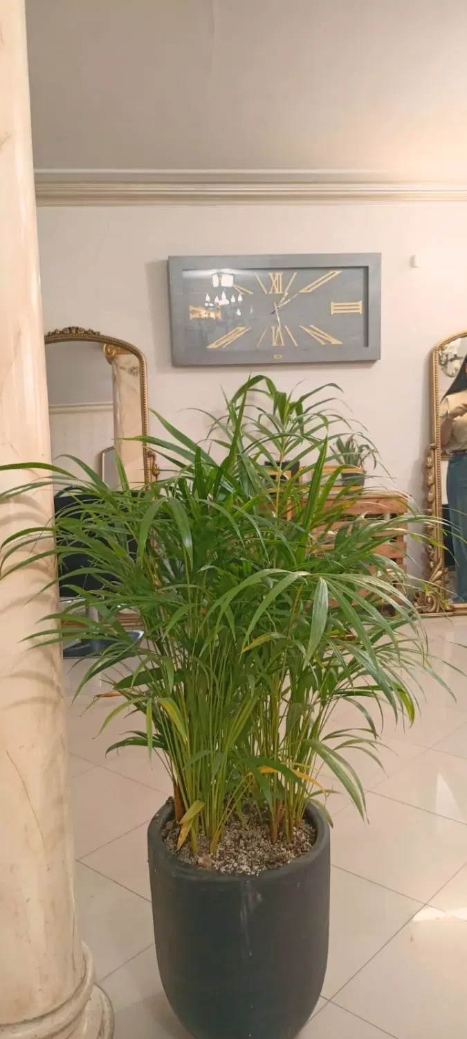 اجاره لاین در سالن زیبایی