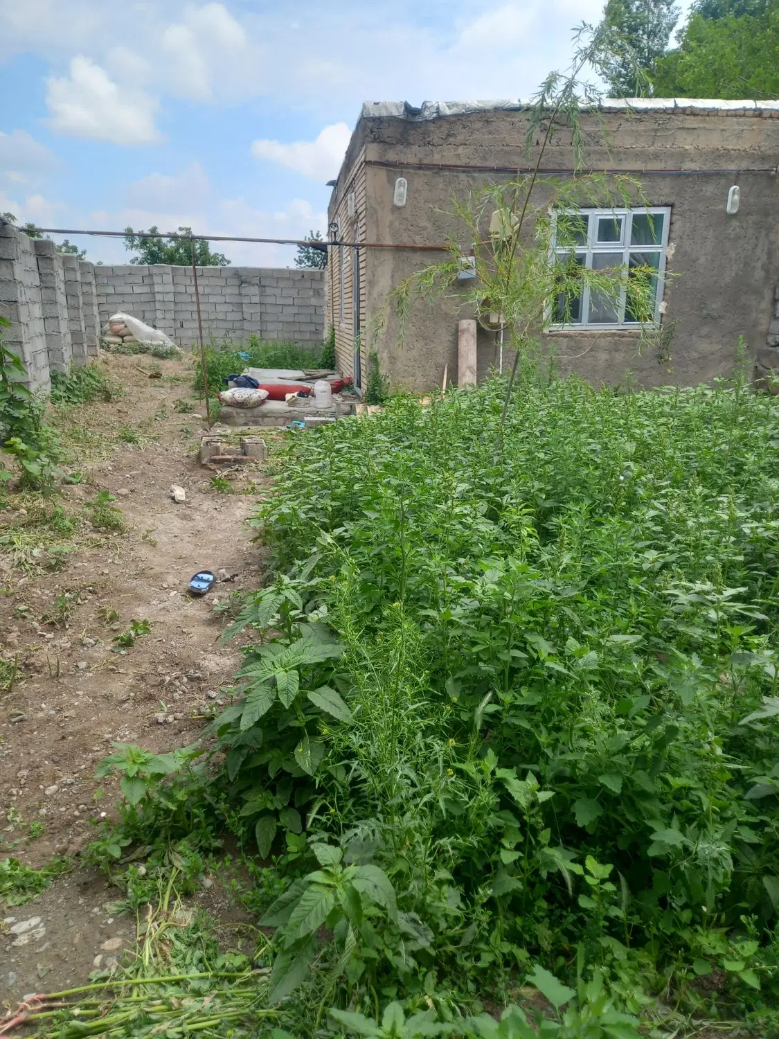 خانه سرسبز ۲۰۰ متر در روستای احمد آباد مشکین شهر