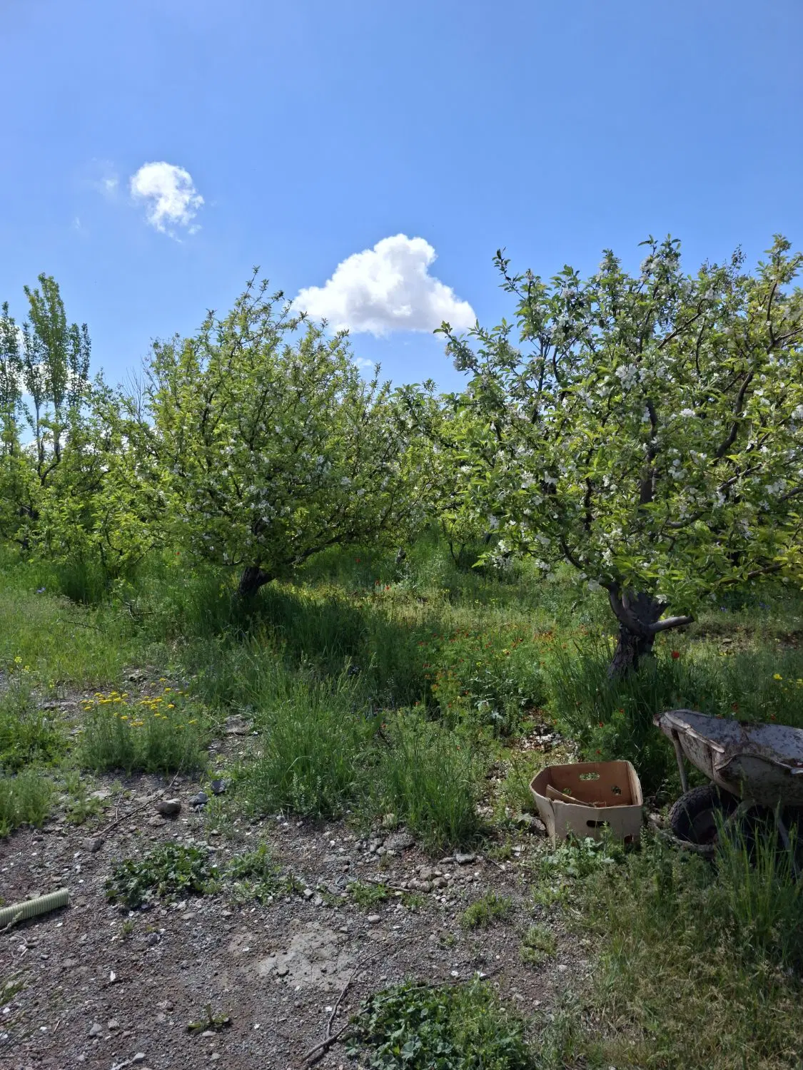باغ ویلایی 500
